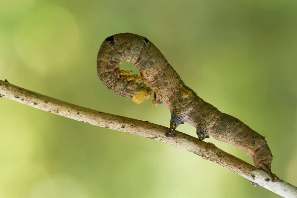 Diese Schöne Raupe Ist Sehr Süß Mit Großen Beinen Auf — Stockfoto