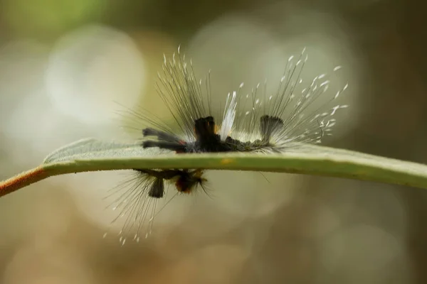 Esta Bela Lagarta Muito Bonito Com Pernas Grandes Seu Estômago — Fotografia de Stock