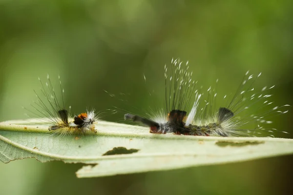 Esta Bela Lagarta Muito Bonito Com Pernas Grandes Seu Estômago — Fotografia de Stock