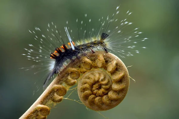 This beautiful caterpillar is very cute with big legs on its stomach that makes its body curved, stays on the leaves which is its food until it pupates and then becomes a butterfly.