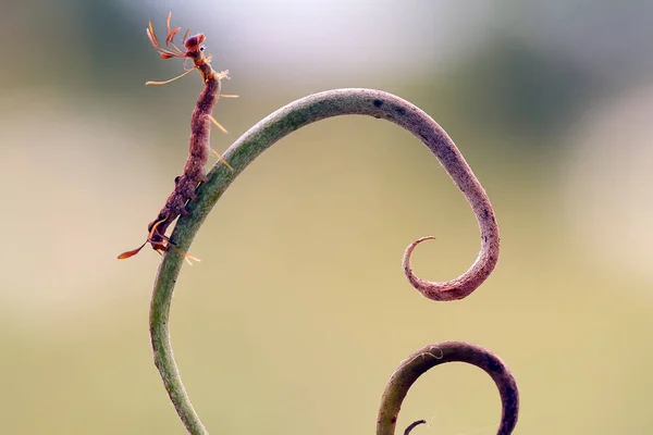 Красива Гусениця Дуже Мила Великими Ногами Животі Робить Тіло Вигнутим — стокове фото