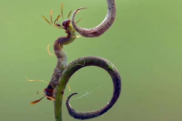 Beautiful Caterpillar Very Cute Big Legs Its Stomach Makes Its — Stock Photo, Image