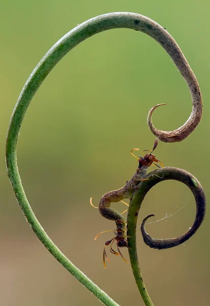 Beautiful Caterpillar Very Cute Big Legs Its Stomach Makes Its — Stock Photo, Image