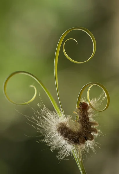 Esta Bela Lagarta Muito Bonito Com Pernas Grandes Seu Estômago — Fotografia de Stock