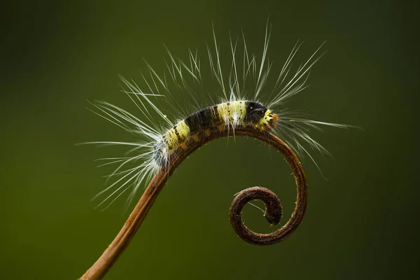 This beautiful caterpillar is very cute with big legs on its stomach that makes its body curved, stays on the leaves which is its food until it pupates and then becomes a butterfly.