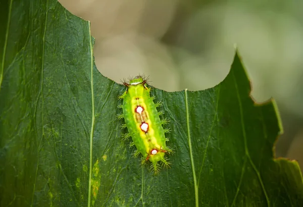 This beautiful caterpillar is very cute with big legs on its stomach that makes its body curved, stays on the leaves which is its food until it pupates and then becomes a butterfly.