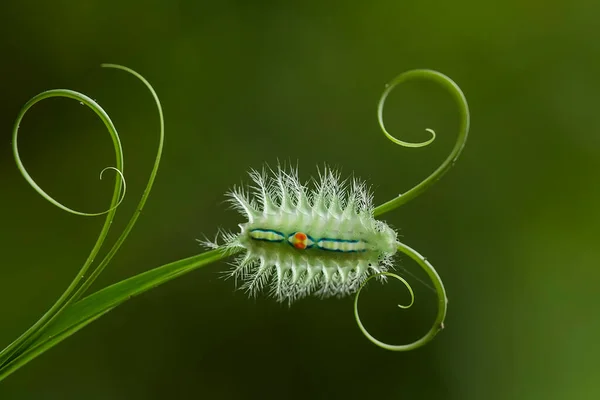 This beautiful caterpillar is very cute with big legs on its stomach that makes its body curved, stays on the leaves which is its food until it pupates and then becomes a butterfly.