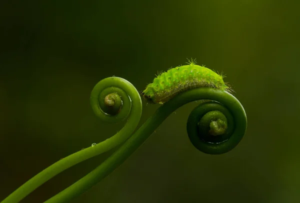 This beautiful caterpillar is very cute with big legs on its stomach that makes its body curved, stays on the leaves which is its food until it pupates and then becomes a butterfly.