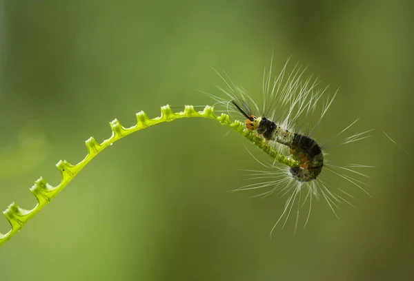 Esta Bela Lagarta Muito Bonito Com Pernas Grandes Seu Estômago — Fotografia de Stock