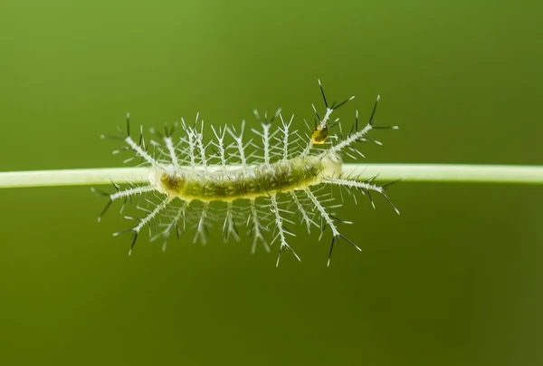 Questo Bellissimo Bruco Molto Carino Con Grandi Zampe Sullo Stomaco — Foto Stock