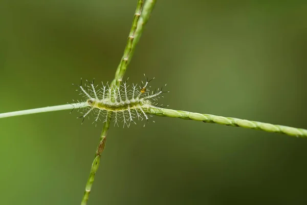 Cette Belle Chenille Est Très Mignonne Avec Grandes Jambes Sur — Photo