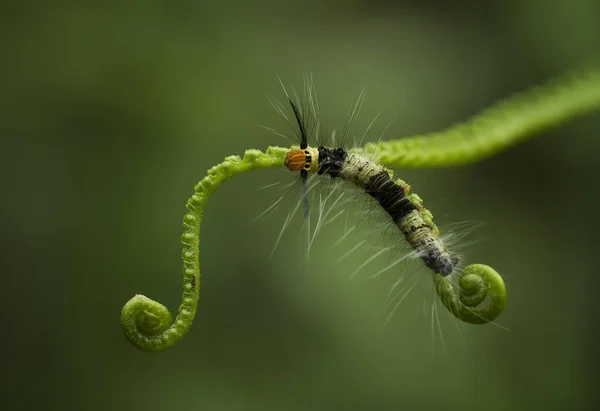 Deze Prachtige Rups Erg Schattig Met Grote Benen Zijn Buik — Stockfoto