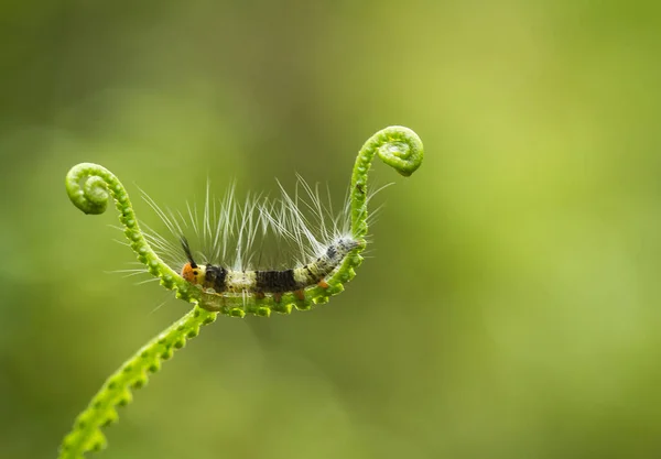 Красива Гусениця Дуже Мила Великими Ногами Животі Робить Тіло Вигнутим — стокове фото