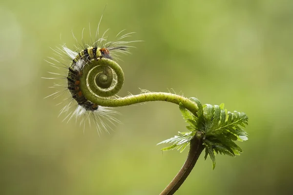 Diese Schöne Raupe Ist Sehr Süß Mit Großen Beinen Auf — Stockfoto