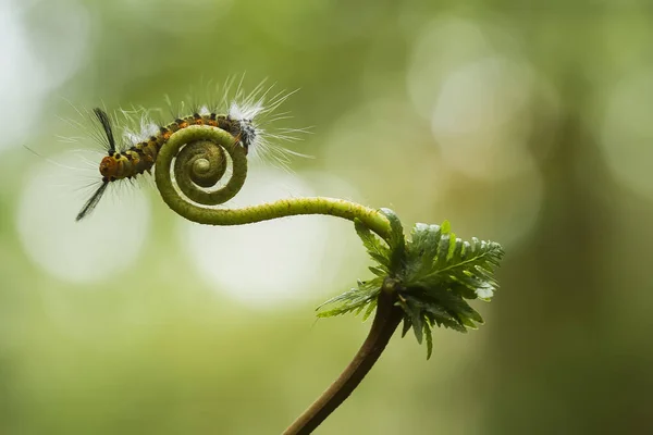 This beautiful caterpillar is very cute with big legs on its stomach that makes its body curved, stays on the leaves which is its food until it pupates and then becomes a butterfly.