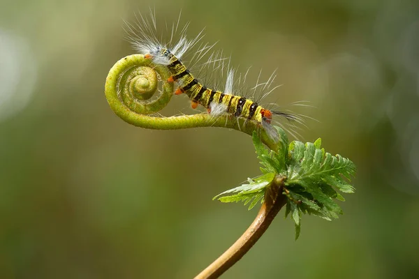 This beautiful caterpillar is very cute with big legs on its stomach that makes its body curved, stays on the leaves which is its food until it pupates and then becomes a butterfly.