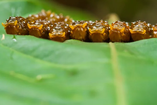 Beautiful Caterpillar Very Cute Big Legs Its Stomach Makes Its — Stock Photo, Image