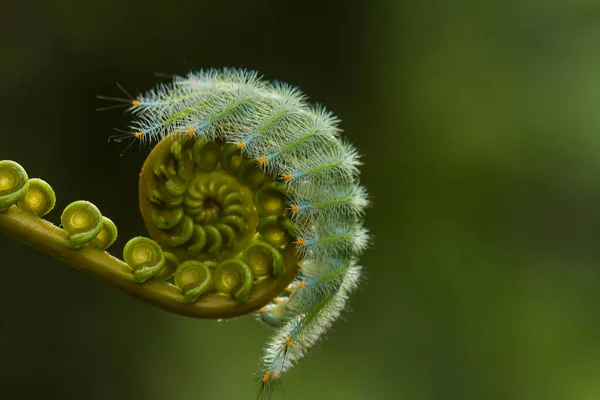 This beautiful caterpillar is very cute with big legs on its stomach that makes its body curved, stays on the leaves which is its food until it pupates and then becomes a butterfly.