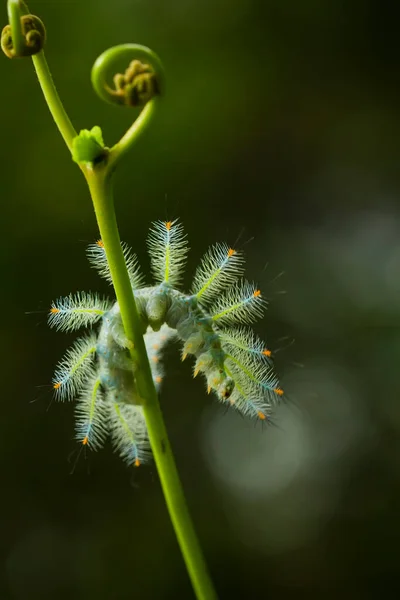 Esta Bela Lagarta Muito Bonito Com Pernas Grandes Seu Estômago — Fotografia de Stock