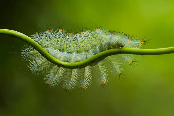 这只漂亮的毛毛虫非常可爱 它的腿很大 使它的身体弯曲 停留在树叶上 叶子是它的食物 直到它孵化 然后变成蝴蝶 — 图库照片