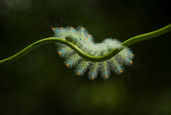 Esta Bela Lagarta Muito Bonito Com Pernas Grandes Seu Estômago — Fotografia de Stock