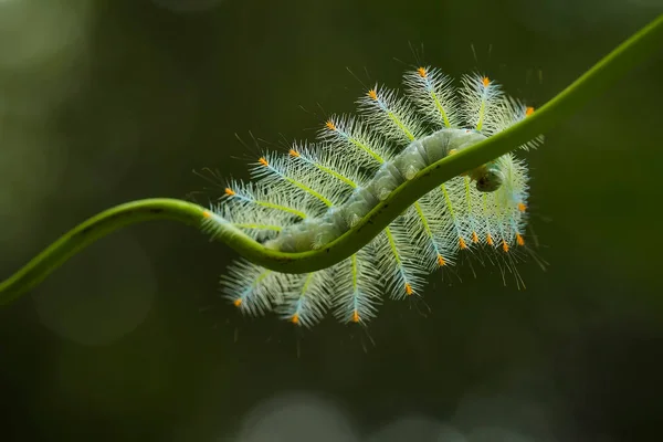 Esta Bela Lagarta Muito Bonito Com Pernas Grandes Seu Estômago — Fotografia de Stock