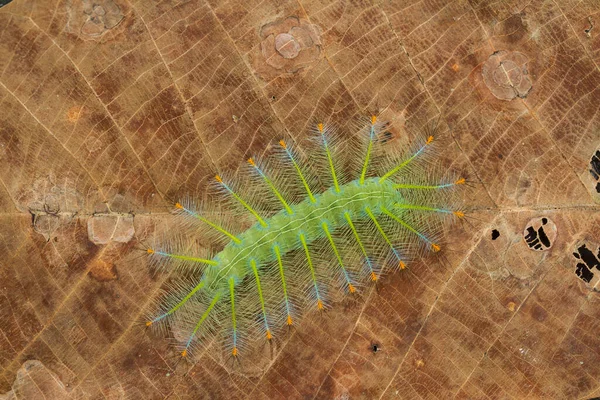 This beautiful caterpillar is very cute with big legs on its stomach that makes its body curved, stays on the leaves which is its food until it pupates and then becomes a butterfly.