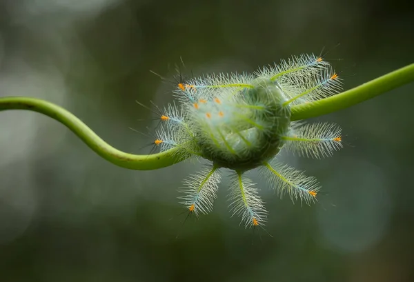 Diese Schöne Raupe Ist Sehr Süß Mit Großen Beinen Auf — Stockfoto