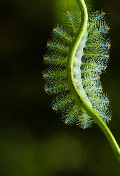 Cette Belle Chenille Est Très Mignonne Avec Grandes Jambes Sur — Photo