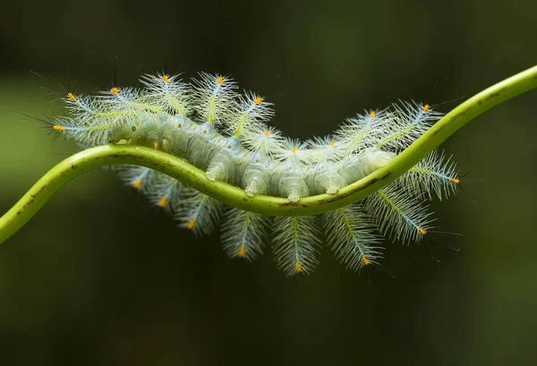 This beautiful caterpillar is very cute with big legs on its stomach that makes its body curved, stays on the leaves which is its food until it pupates and then becomes a butterfly.