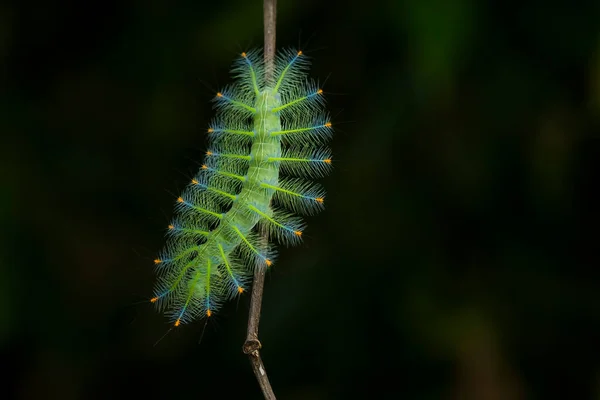 Questo Bellissimo Bruco Molto Carino Con Grandi Zampe Sullo Stomaco — Foto Stock