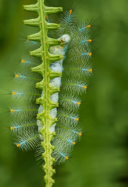 Diese Schöne Raupe Ist Sehr Süß Mit Großen Beinen Auf — Stockfoto