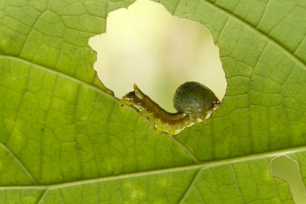 Piękna Gąsienica Jest Bardzo Ładny Dużymi Nogami Brzuchu Który Sprawia — Zdjęcie stockowe