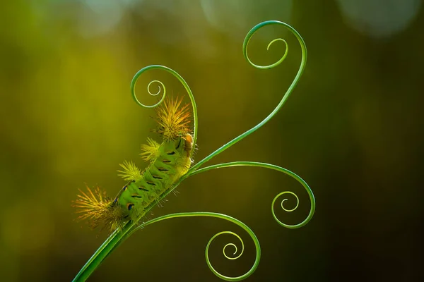 This beautiful caterpillar is very cute with big legs on its stomach that makes its body curved, stays on the leaves which is its food until it pupates and then becomes a butterfly.