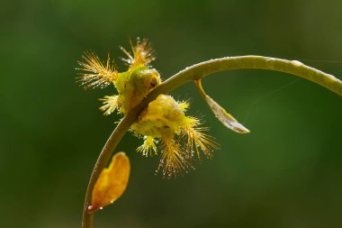Bu güzel tırtıl, karnında büyük bacakları olan, vücudunu büken, yiyeceği olan yaprakların üzerinde kalan ve sonra bir kelebeğe dönüşen çok sevimli bir tırtıl..