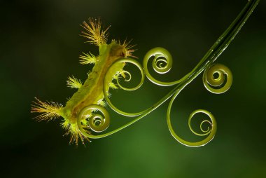 Bu güzel tırtıl, karnında büyük bacakları olan, vücudunu büken, yiyeceği olan yaprakların üzerinde kalan ve sonra bir kelebeğe dönüşen çok sevimli bir tırtıl..