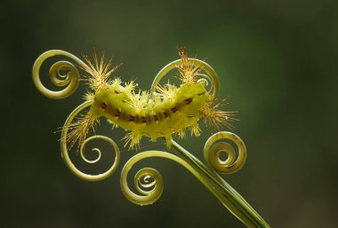 Bu güzel tırtıl, karnında büyük bacakları olan, vücudunu büken, yiyeceği olan yaprakların üzerinde kalan ve sonra bir kelebeğe dönüşen çok sevimli bir tırtıl..