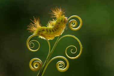 Bu güzel tırtıl, karnında büyük bacakları olan, vücudunu büken, yiyeceği olan yaprakların üzerinde kalan ve sonra bir kelebeğe dönüşen çok sevimli bir tırtıl..