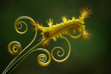 Bu güzel tırtıl, karnında büyük bacakları olan, vücudunu büken, yiyeceği olan yaprakların üzerinde kalan ve sonra bir kelebeğe dönüşen çok sevimli bir tırtıl..