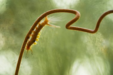 Bu güzel tırtıl, karnında büyük bacakları olan, vücudunu büken, yiyeceği olan yaprakların üzerinde kalan ve sonra bir kelebeğe dönüşen çok sevimli bir tırtıl..