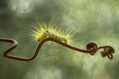 Bu güzel tırtıl, karnında büyük bacakları olan, vücudunu büken, yiyeceği olan yaprakların üzerinde kalan ve sonra bir kelebeğe dönüşen çok sevimli bir tırtıl..