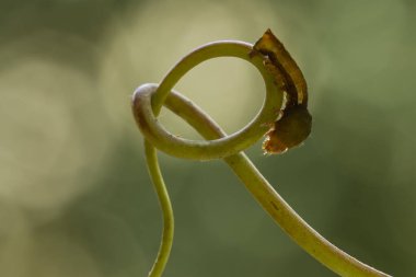 Bu güzel tırtıl, karnında büyük bacakları olan, vücudunu büken, yiyeceği olan yaprakların üzerinde kalan ve sonra bir kelebeğe dönüşen çok sevimli bir tırtıl..