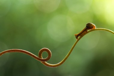 Bu güzel tırtıl, karnında büyük bacakları olan, vücudunu büken, yiyeceği olan yaprakların üzerinde kalan ve sonra bir kelebeğe dönüşen çok sevimli bir tırtıl..