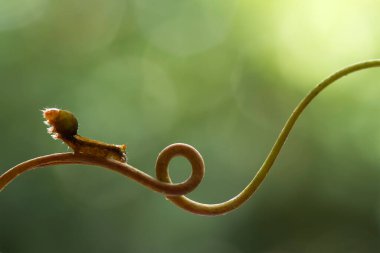 Bu güzel tırtıl, karnında büyük bacakları olan, vücudunu büken, yiyeceği olan yaprakların üzerinde kalan ve sonra bir kelebeğe dönüşen çok sevimli bir tırtıl..