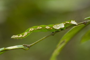 Bu güzel tırtıl, karnında büyük bacakları olan, vücudunu büken, yiyeceği olan yaprakların üzerinde kalan ve sonra bir kelebeğe dönüşen çok sevimli bir tırtıl..