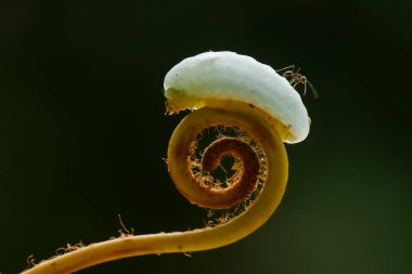 Bu güzel tırtıl, karnında büyük bacakları olan, vücudunu büken, yiyeceği olan yaprakların üzerinde kalan ve sonra bir kelebeğe dönüşen çok sevimli bir tırtıl..