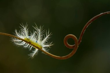 Bu güzel tırtıl, karnında büyük bacakları olan, vücudunu büken, yiyeceği olan yaprakların üzerinde kalan ve sonra bir kelebeğe dönüşen çok sevimli bir tırtıl..