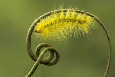Bu güzel tırtıl, karnında büyük bacakları olan, vücudunu büken, yiyeceği olan yaprakların üzerinde kalan ve sonra bir kelebeğe dönüşen çok sevimli bir tırtıl..