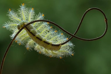 Bu güzel tırtıl, karnında büyük bacakları olan, vücudunu büken, yiyeceği olan yaprakların üzerinde kalan ve sonra bir kelebeğe dönüşen çok sevimli bir tırtıl..