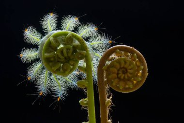 Bu güzel tırtıl, karnında büyük bacakları olan, vücudunu büken, yiyeceği olan yaprakların üzerinde kalan ve sonra bir kelebeğe dönüşen çok sevimli bir tırtıl..